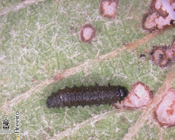 Altica Sp - Larva de Altica.jpg